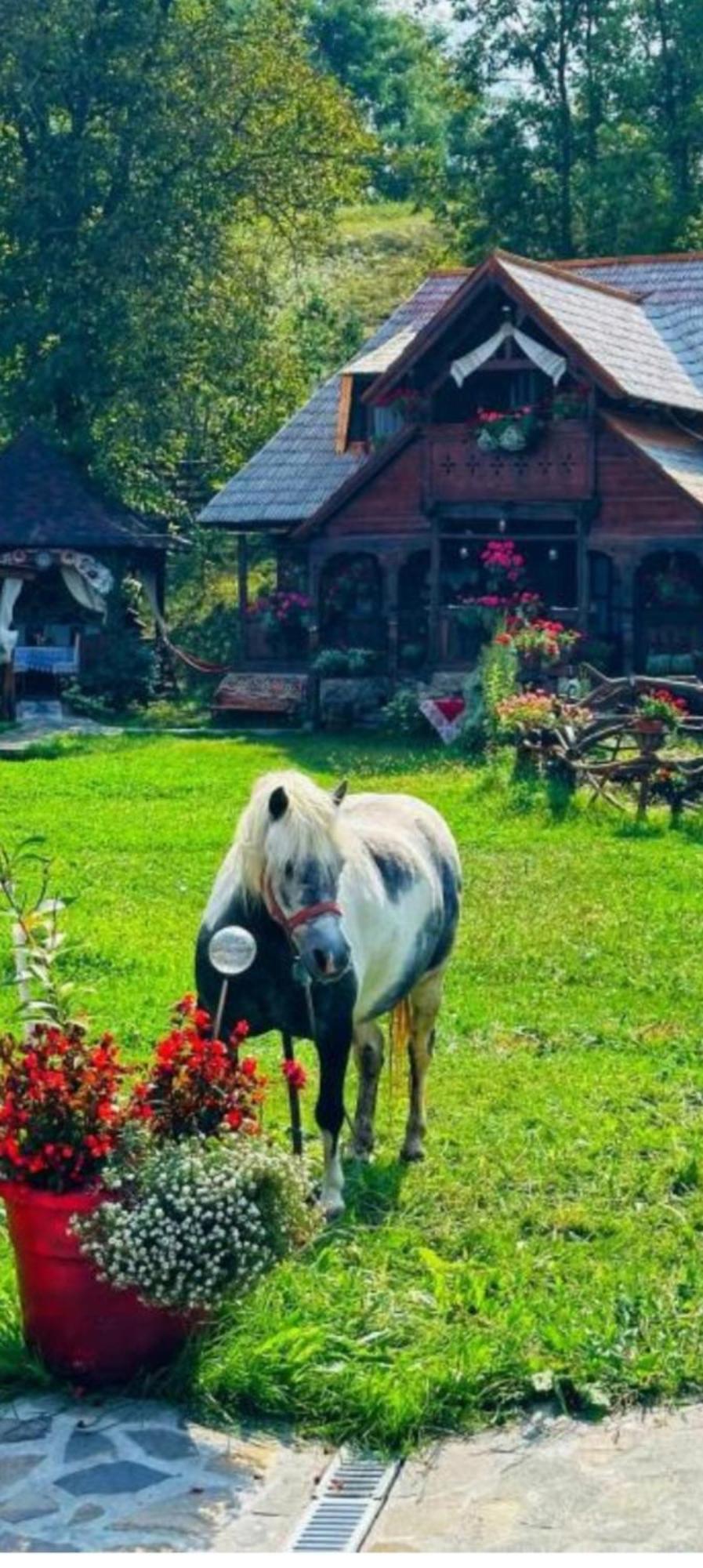 Pensiunea Rustic Oncesti Kültér fotó